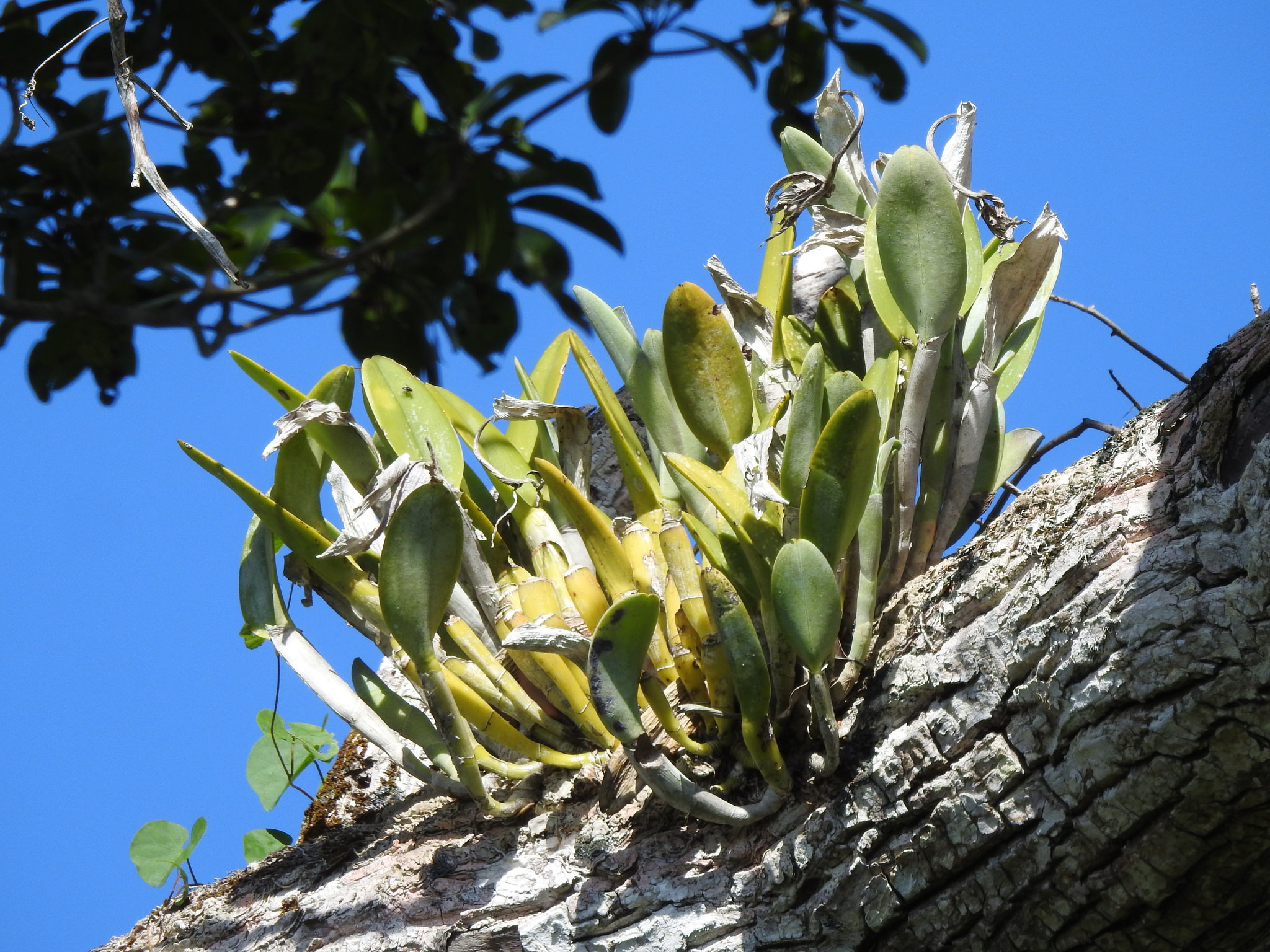Rhyncholaelia digbyana